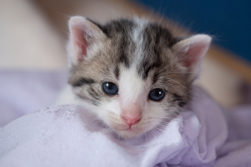 picture of baby kitten